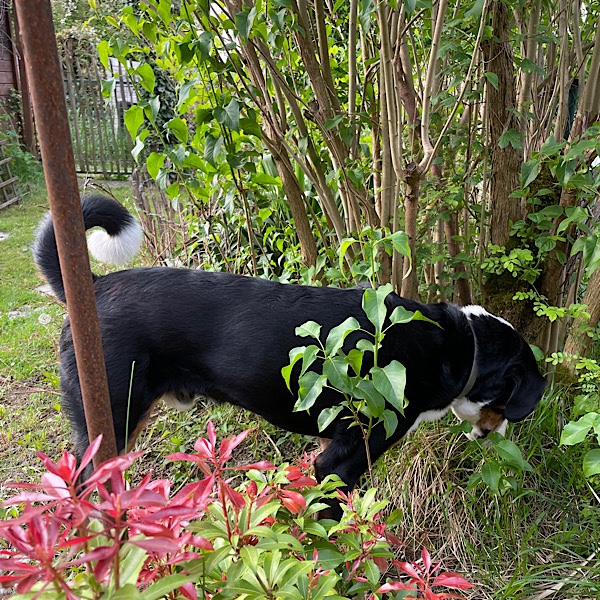 Unser Hund grast